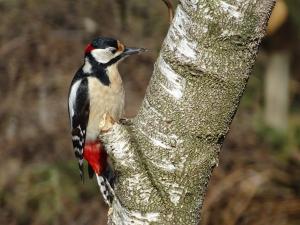 Aria 04 - Bonte specht Alblasserwaard